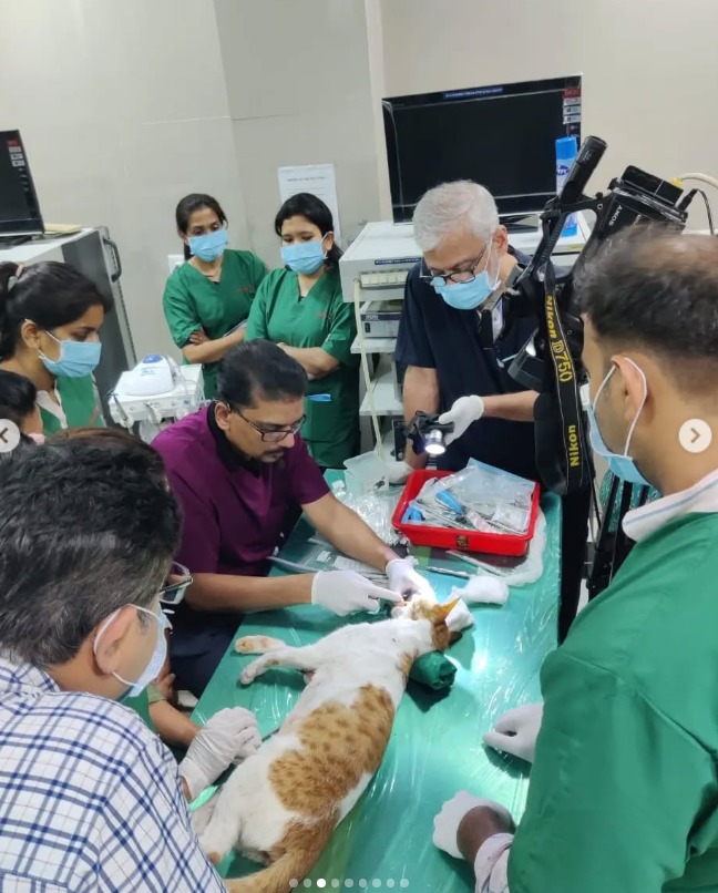 Demostration In Feline Dentistry